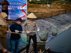 Dukung Ketahanan Pangan, Polda Metro Panen 10 Ton Ikan-Udang di Muara Gembong