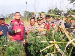 Polisi Temukan Ladang Ganja di Area Perkebunan Lampung Barat