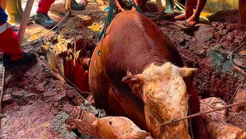 Waduh! Sapi 800 Kg Terperosok ke Septic Tank di Jaktim