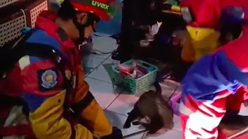 Warga Jakut Dibikin Penasaran Suara Berisik di Plafon, Ternyata Musang Jatuh