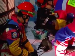 Warga Jakut Dibikin Penasaran Suara Berisik di Plafon, Ternyata Musang Jatuh