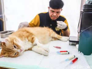 Ekspresi Menggemaskan Para Kucing yang Tengah Antre Sterilisasi