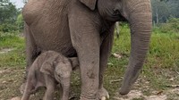 Kabar Gembira! Gajah Lisa Lahirkan Anak Jantan di BTN Tesso Nilo