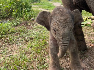 Gajah Lisa Lahirkan Anak Keenam di BTN Tesso Nilo Riau