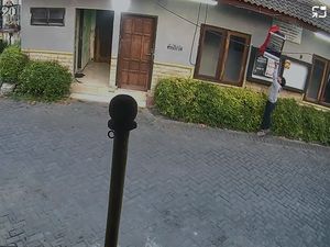 Viral Maling Burung Cucak Hijau Seharga Rp 7 Juta di Surabaya