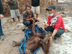 2 Orang Utan Dievakuasi dari Pohon yang Sudah Kering Terbakar