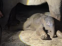 Selamat! Gajah Lisa Lahirkan Anak Jantan di BTN Tesso Nilo