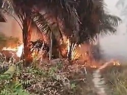 Polisi Tangani 341 Laporan Karhutla, 196 Orang Jadi Tersangka
