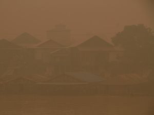 Kabut Asap Karhutla Pukul Petani Sayuran di Palangka Raya