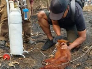 Lutung Merah Terluka di Pinggir Jalan Kotim, Diduga Tertabrak Saat Menyeberang