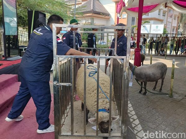Kontes Adu Bobot Domba di Lumajang
