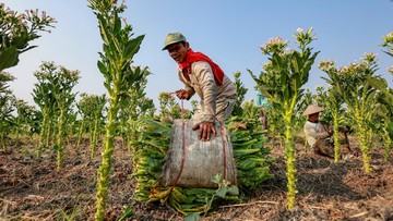 Panen Tembakau Nganjuk, Jawa Timur Jadi Sentra Produksi Tertinggi Nasional