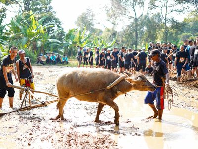 Potret Siswa SMA Labschool Kebayoran Belajar di Desa: Bajak Sawah-Pentas Budaya