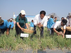 Tekan Inflasi, Badung Panen Raya 26 Ton Bawang Super di Lahan 2 Hektare