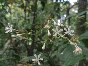 Kenalan dengan Clerodendrum Ismaili, Flora Baru di Lereng Gunung Semeru