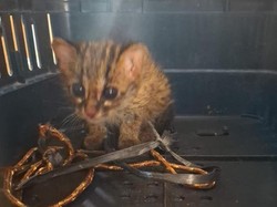 BKSDA Evakuasi Anak Kucing Kuwuk yang Ditemukan di Lahan Terbakar Ogan Ilir