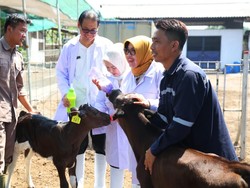 Legislator Gerindra Dorong Sapi Lokal Jadi Andalan Kemandirian Susu Nasional