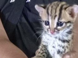 Anak Kucing Hutan Ditemukan di Tengah Lahan Bekas Terbakar di Sampit