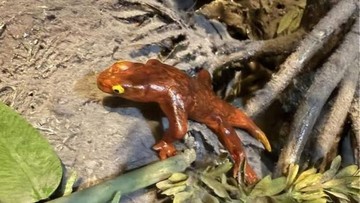 Temuan Spesies Baru Berusia 300 Juta Tahun di Lokasi Ini, Mirip Kadal?