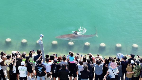 Petugas Berjibaku Kembalikan Hiu Terjebak di Kanal ke Laut