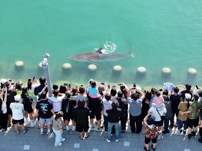 Petugas Berjibaku Kembalikan Hiu Terjebak di Kanal ke Laut