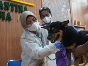Kejar Target Bebas Rabies, 96 Ekor Anjing dan Kucing di Palembang Divaksin