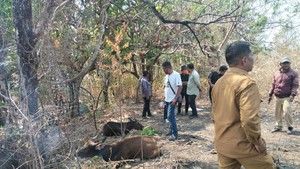 Pemkab Flores Timur Datangkan 200 Sapi dari Kupang, 40 Mati-7 Hilang
