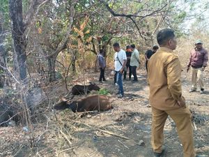 Pemkab Flores Timur Datangkan 200 Sapi dari Kupang, 40 Mati-7 Hilang