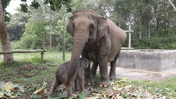 Bayi Gajah dari Induk Mama Lisa di TNTN Diberi Nama Ganesha, Ini Artinya