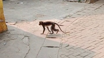 Monyet Ekor Panjang Bikin Resah, Bocah di Serpong Terluka Dicakar