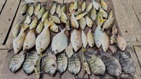 Potret Aneka Ikan Unik yang Bisa Dipancing di Laut Jakarta, Nomor 3 Bikin Kaget