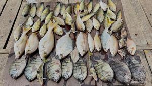 Potret Aneka Ikan Unik yang Bisa Dipancing di Laut Jakarta, Nomor 3 Bikin Kaget
