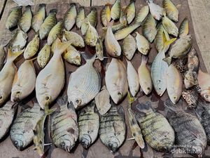 Potret Aneka Ikan Unik yang Bisa Dipancing di Laut Jakarta, Nomor 3 Bikin Kaget