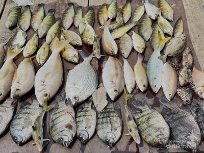 Potret Aneka Ikan Unik yang Bisa Dipancing di Laut Jakarta, Nomor 3 Bikin Kaget