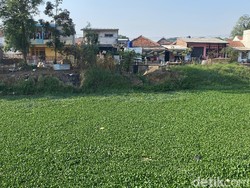 Eceng Gondok Tutupi Sungai Citarik Bandung, Warga Khawatir Pendangkalan