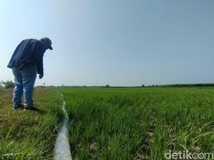 Risau Petani Padi di Kepanjen Nganjuk Akibat Air Irigasi Macet