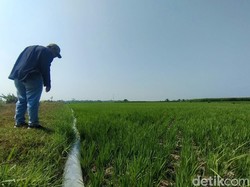Risau Petani Padi di Kepanjen Nganjuk Akibat Air Irigasi Macet