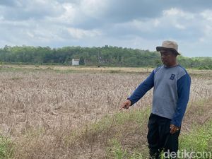 Kemarau Panjang, Petani Balikpapan Terancam Lewatkan 2 Musim Tanam
