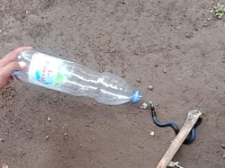 Warga Bogor Dikagetkan 3 Anak Kobra Saat Hendak Mandi