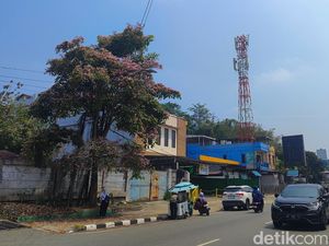 Antisipasi Cuaca Ekstrem, Pohon Tua di Jalan Protokol Balikpapan Akan Dipangkas
