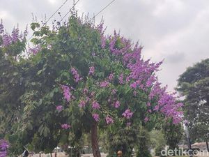 Pertanda Masuki Musim Hujan, Bunga Bungur Mekar Hiasi Jalanan Ciamis