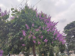 Pertanda Masuki Musim Hujan, Bunga Bungur Mekar Hiasi Jalanan Ciamis