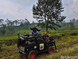 Video Menyusuri Lebatnya Hutan & Perkebunan Teh Goalpara Pakai Jeep Offroad!