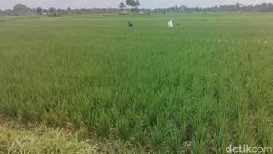 80 Hektare Sawah di Badung Terancam Kekeringan