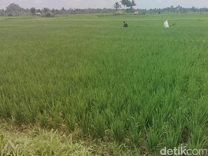 80 Hektare Sawah di Badung Terancam Kekeringan