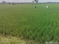 80 Hektare Sawah di Badung Terancam Kekeringan