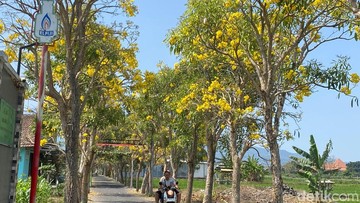 Cantiknya Jalan di Kota Batu Berhias Bunga Tabebuya Bermekaran
