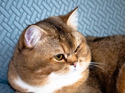 Kenapa Pipi Kucing Jantan Tembam? Ternyata, Ini Alasan di Baliknya!