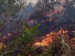 Video: 16 Jam Berkobar, Karhutla Ancam Kawasan Wisata Kali Biru