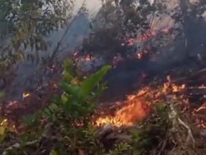 Video: 16 Jam Berkobar, Karhutla Ancam Kawasan Wisata Kali Biru